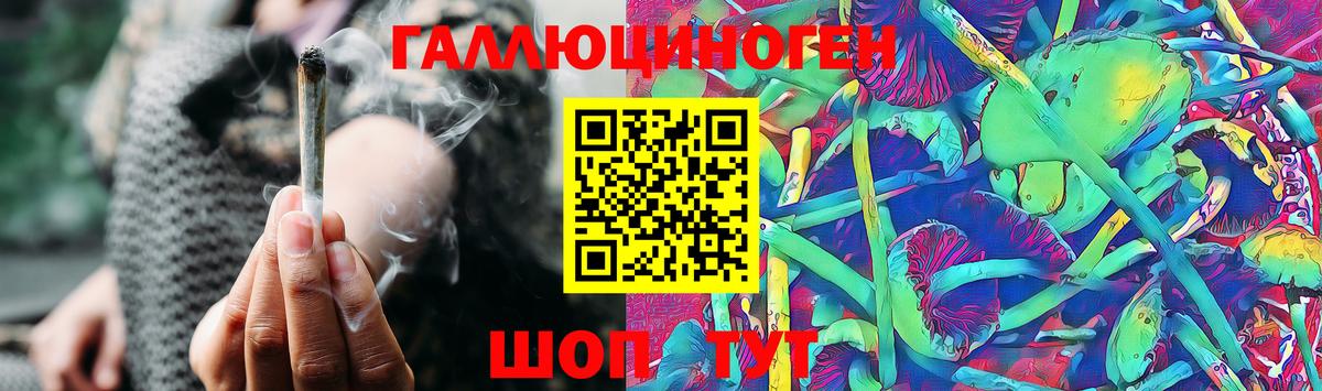 Псилоцибиновые грибы Psilocybe Гусев